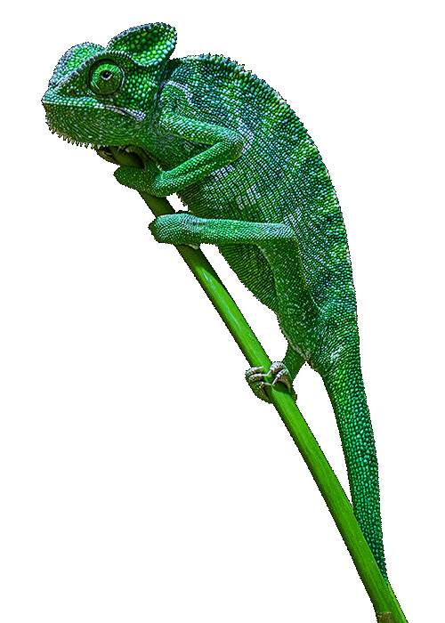 chamaeleon 1 2 firefly upscaler 2x skalierung zwinker 5